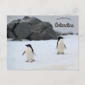 Pinguïns Sally Cove Hoefijzer Antarctica Briefkaart (Voorkant)