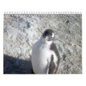 Pinguïns van Antarctica Kalender (Hoes)