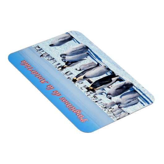Pinguïns van Antarctica - Magneet (Rechterzijde)