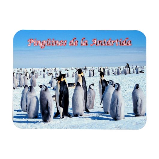 Pinguïns van Antarctica - Magneet (Horizontaal)