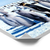 Pinguïns van Antarctica - Poster (Hoek)