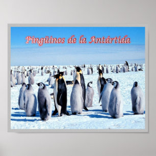 Pinguïns van Antarctica - Poster
