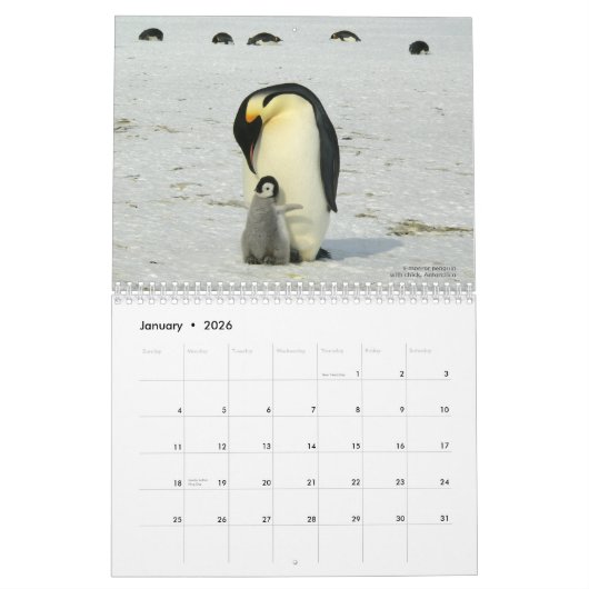 Pinguïns zijn coole kalender 2025 met beschrijving (Jan 2026)