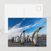 Pinguïns - Zuid-Georgië en Zuid-Sandwicheilanden Briefkaart (Voorkant / Achterkant)