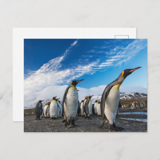 Pinguïns - Zuid-Georgië en Zuid-Sandwicheilanden Briefkaart (Voorkant / Achterkant)
