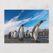 Pinguïns - Zuid-Georgië en Zuid-Sandwicheilanden Briefkaart (Voorkant)