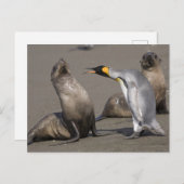 pinguïnvertelling | Antarctica, Zuid-Georgië Briefkaart (Voorkant / Achterkant)