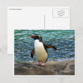 pinguïnvleugel briefkaart (Voorkant / Achterkant)