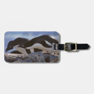 Pinguïstisch Bagagelabel