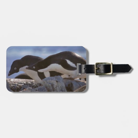 Pinguïstisch Bagagelabel (Voorkant horizontaal)