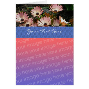 Pink African Daisies Floral Photo Card