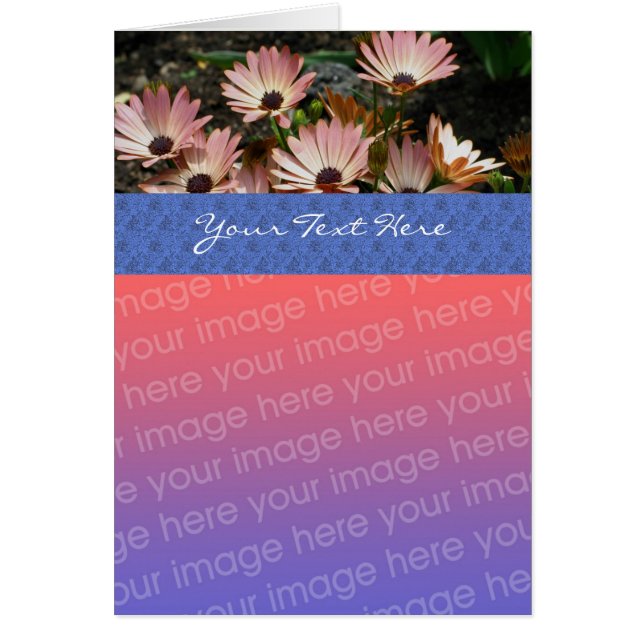 Pink African Daisies Floral Photo Card (Voorkant)