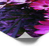 Pink African Daisy Flowers Abstract Poster (Hoek)