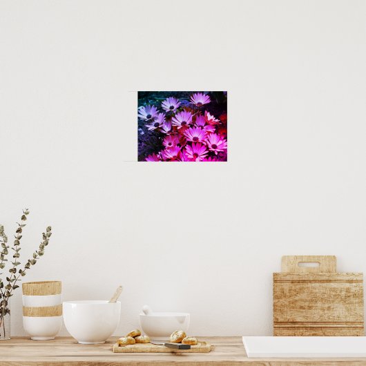 Pink African Daisy Flowers Abstract Poster (Keuken)