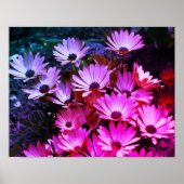 Pink African Daisy Flowers Abstract Poster (Voorkant)