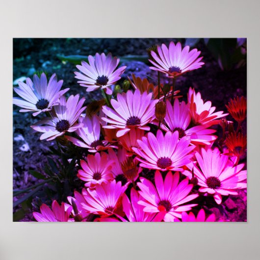 Pink African Daisy Flowers Abstract Poster (Voorkant)