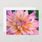 Pink and Cream Dahlia Briefkaart (Voorkant / Achterkant)