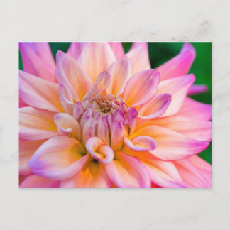 Pink and Cream Dahlia Briefkaart