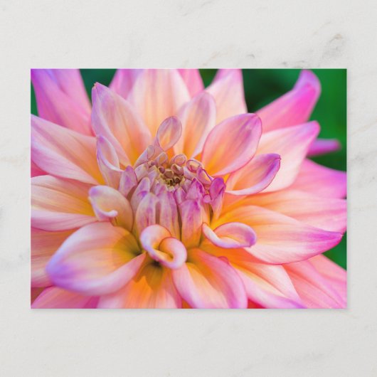 Pink and Cream Dahlia Briefkaart (Voorkant)