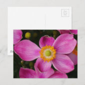 Pink Anemone Flower Briefkaart (Voorkant / Achterkant)