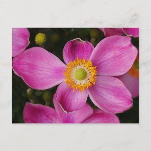 Pink Anemone Flower Briefkaart