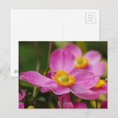 Pink Anemone Flower Briefkaart (Voorkant / Achterkant)