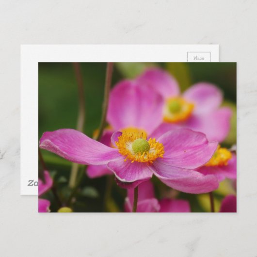 Pink Anemone Flower Briefkaart (Voorkant / Achterkant)