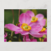 Pink Anemone Flower Briefkaart (Voorkant)