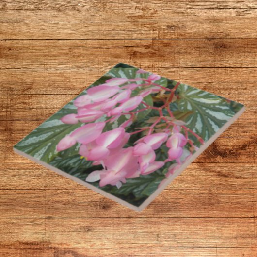 Pink Angel Wing Begonia Floral Tegeltje