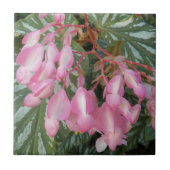 Pink Angel Wing Begonia Floral Tegeltje (Voorkant)