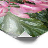 Pink Angel Wing Begonia Flowers Floral Foto Afdruk (Hoek)