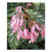 Pink Angel Wing Begonia Flowers Floral Foto Afdruk (Voorkant)