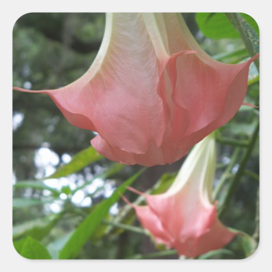 Pink Angels trompetbloemen Vierkante Sticker (Voorkant)