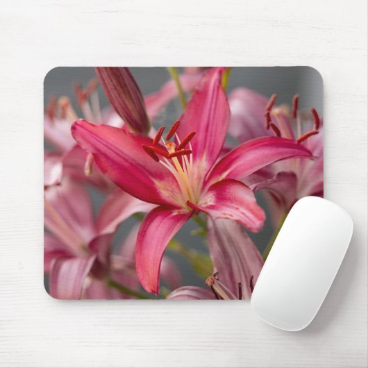Pink Asiatic Lily, Botanical Flower Photo Muismat (Met muis)