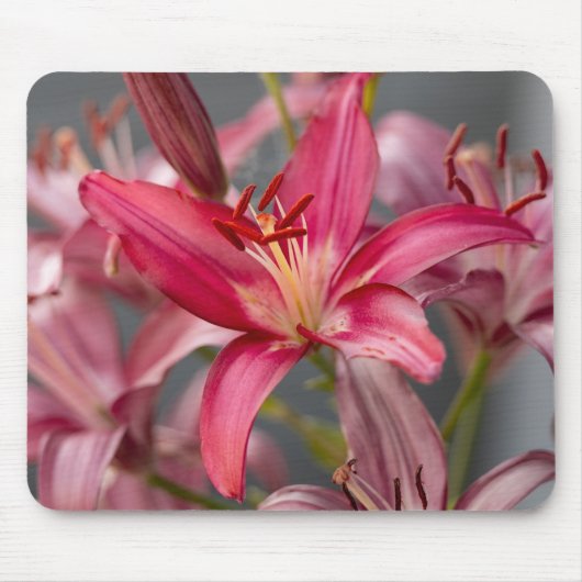 Pink Asiatic Lily, Botanical Flower Photo Muismat (Voorkant)