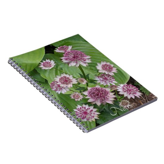 Pink Astrantia Blooms Floral Notitieboek (Rechterzijde)