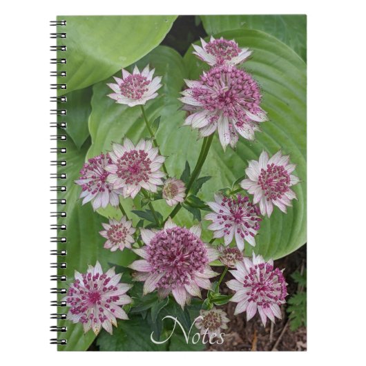 Pink Astrantia Blooms Floral Notitieboek (Voorkant)