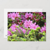 PINK AZALEA 30 FLOWERS Pijnkaarten - Mokken Briefkaart (Voorkant / Achterkant)