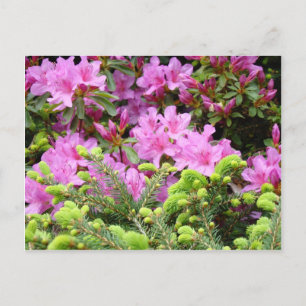 PINK AZALEA 30 FLOWERS Pijnkaarten - Mokken Briefkaart