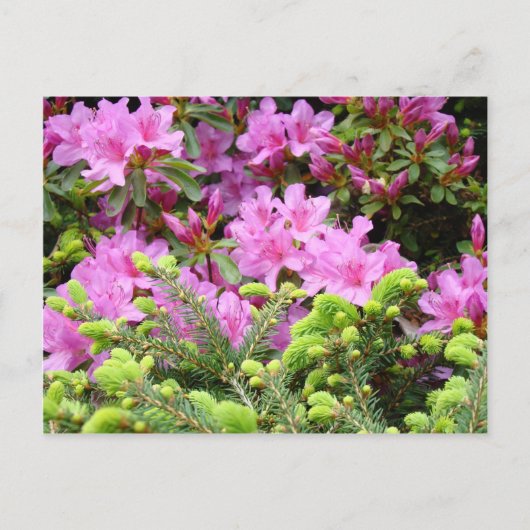 PINK AZALEA 30 FLOWERS Pijnkaarten - Mokken Briefkaart (Voorkant)