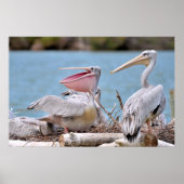 Pink-backed Pelicans Poster (Voorkant)