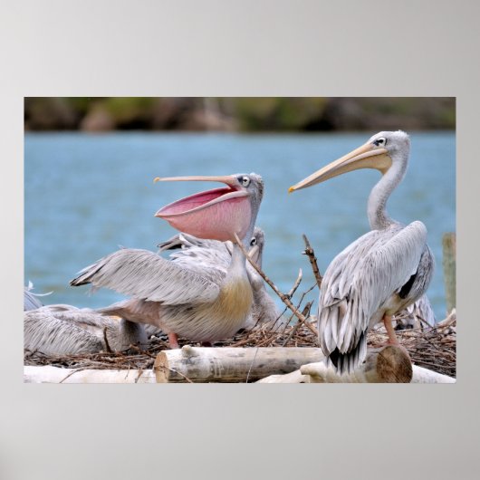 Pink-backed Pelicans Poster (Voorkant)