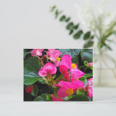 Pink Begonia Briefkaart (Staand voorkant)