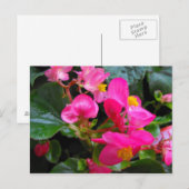 Pink Begonia Briefkaart (Voorkant / Achterkant)