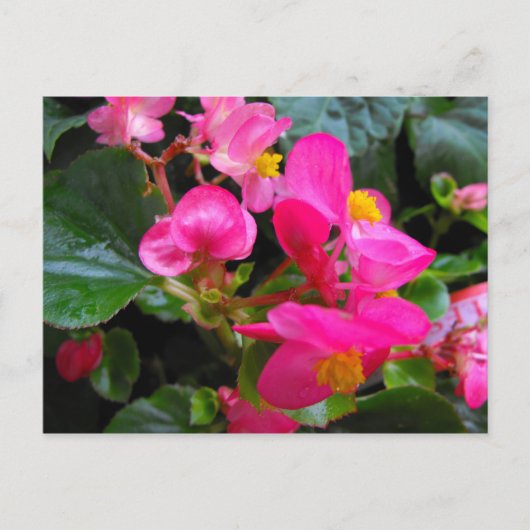 Pink Begonia Briefkaart (Voorkant)