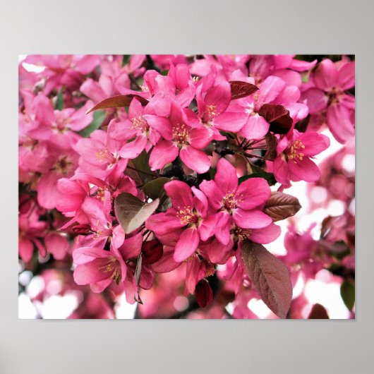 Pink Blossoms Flower Fotografie Poster (Voorkant)