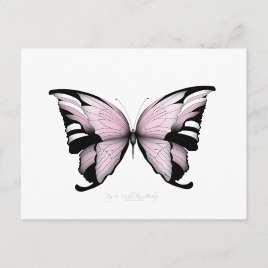 Pink Butterfly Wild Roos Bishop Briefkaart (Voorkant)