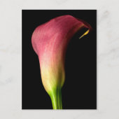 Pink Calla Lily Briefkaart (Voorkant)