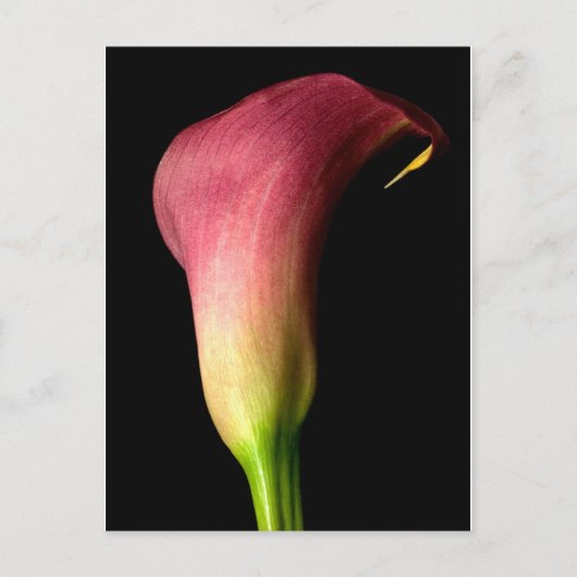 Pink Calla Lily Briefkaart (Voorkant)