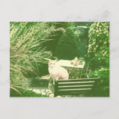 Pink Cat Briefkaart (Voorkant)